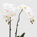 orchid flower white with wood box