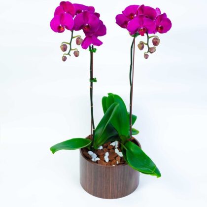Purple orchid