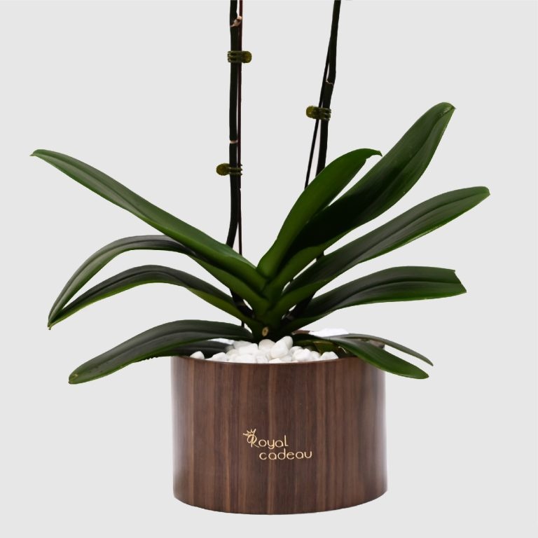 Large Orchid - Image 3